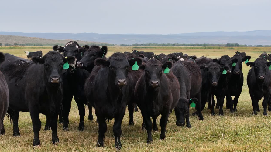100 hd of Black Angus & Baldy- BH910C5